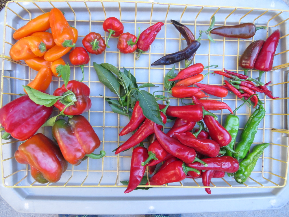 Chile and Peppers